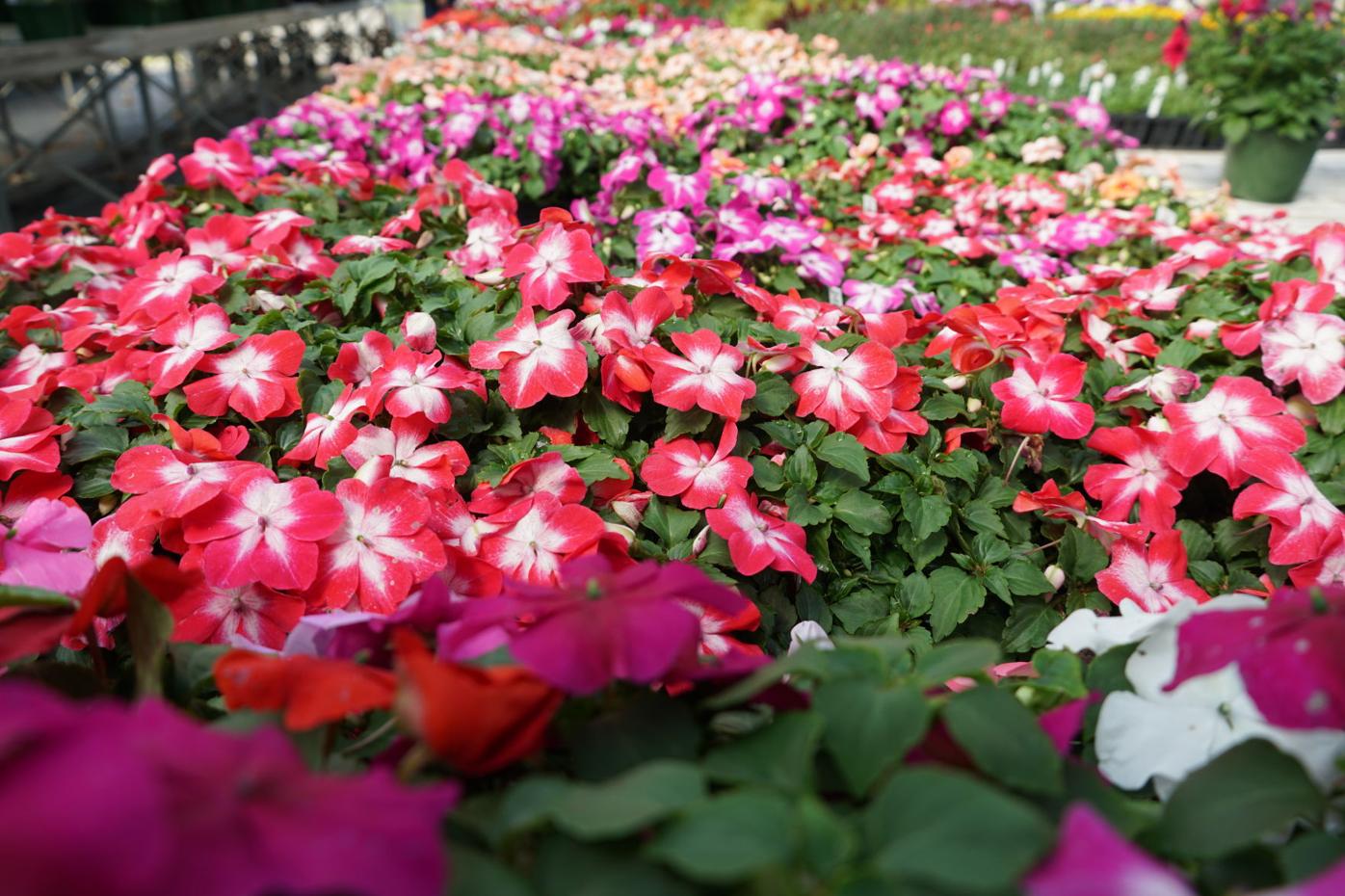 Cold Mountain Nursery Business Themountaineer Com