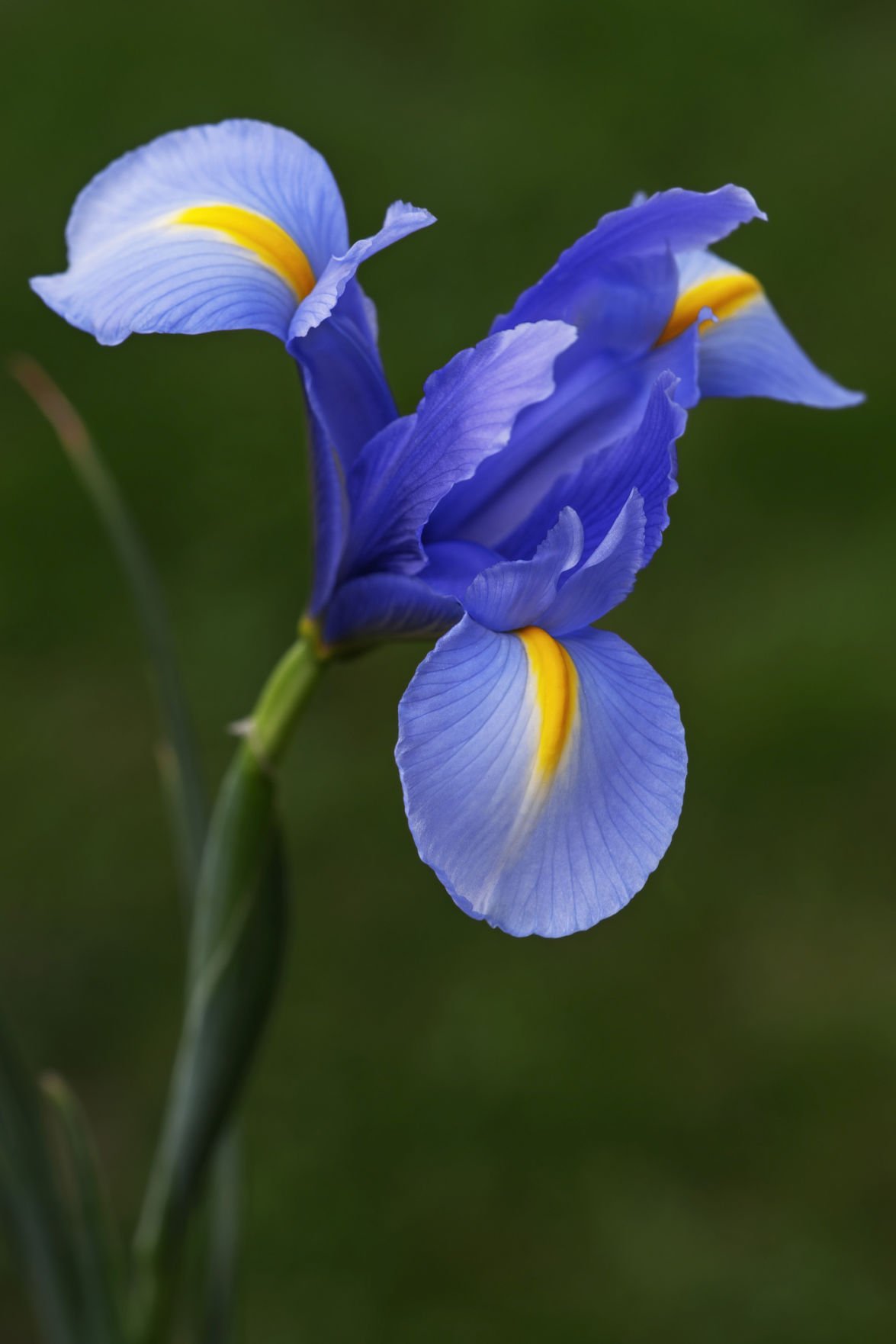 Plant Dutch Iris for a pop of seasonal color | Home And Garden