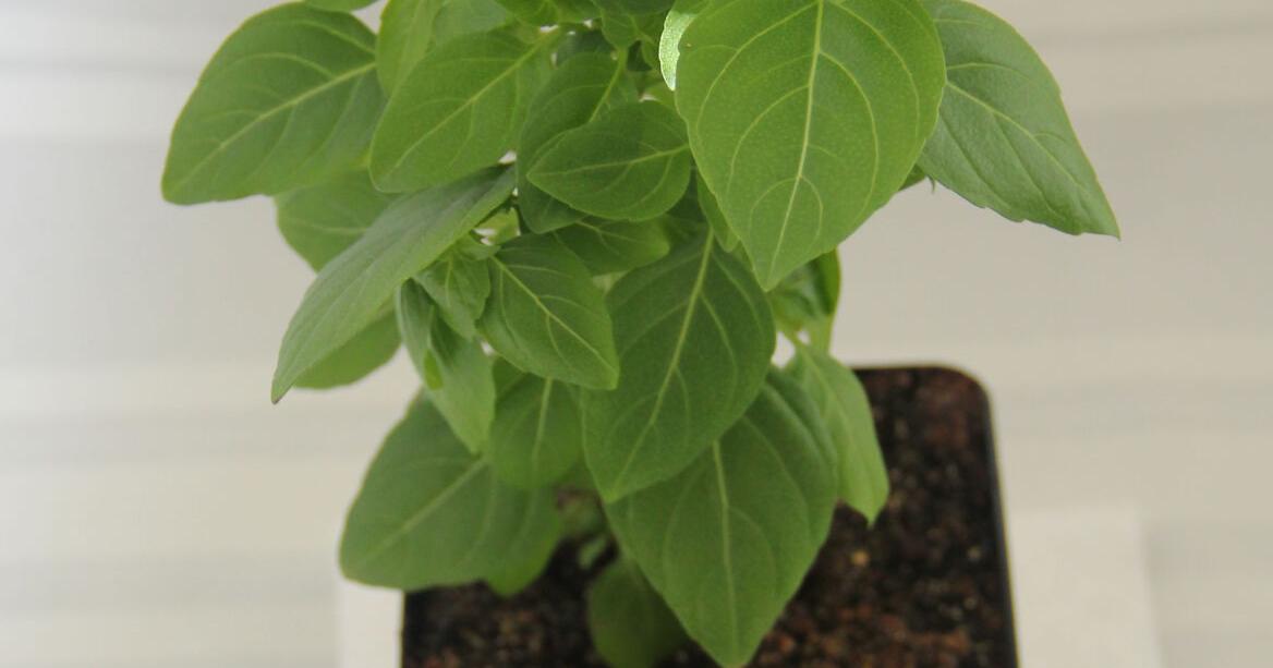 Learn to Grow: Small-leafed basil is ideal for starting in pots ...