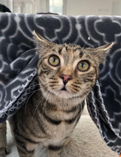 Friends Group Will Cover Animal Shelter Cat Adoption Fee