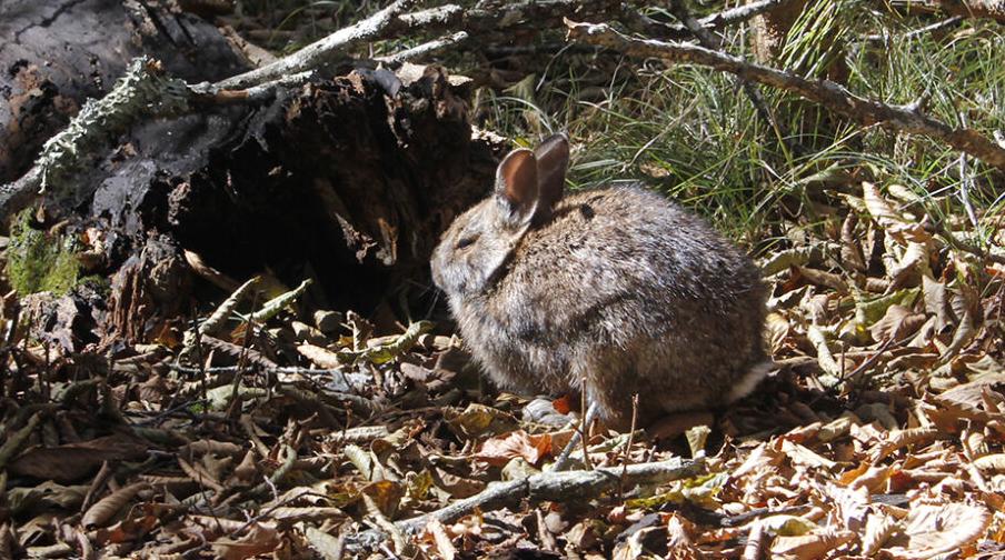 Eastern Cottontail  State of Tennessee, Wildlife Resources Agency