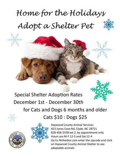 Shelter runs pet adoption special — 'Home for the Holidays' | News |  