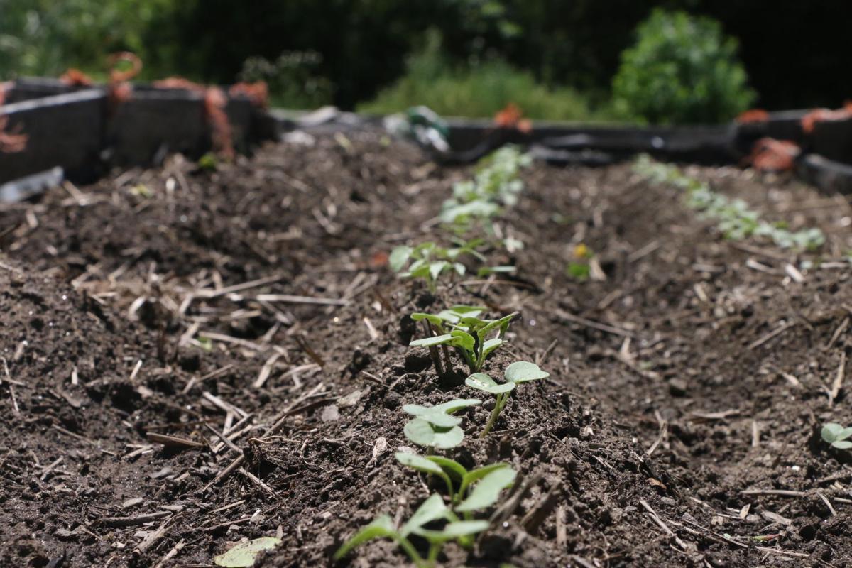 Sprouting Opportunity Community Garden Offers Students Oasis And
