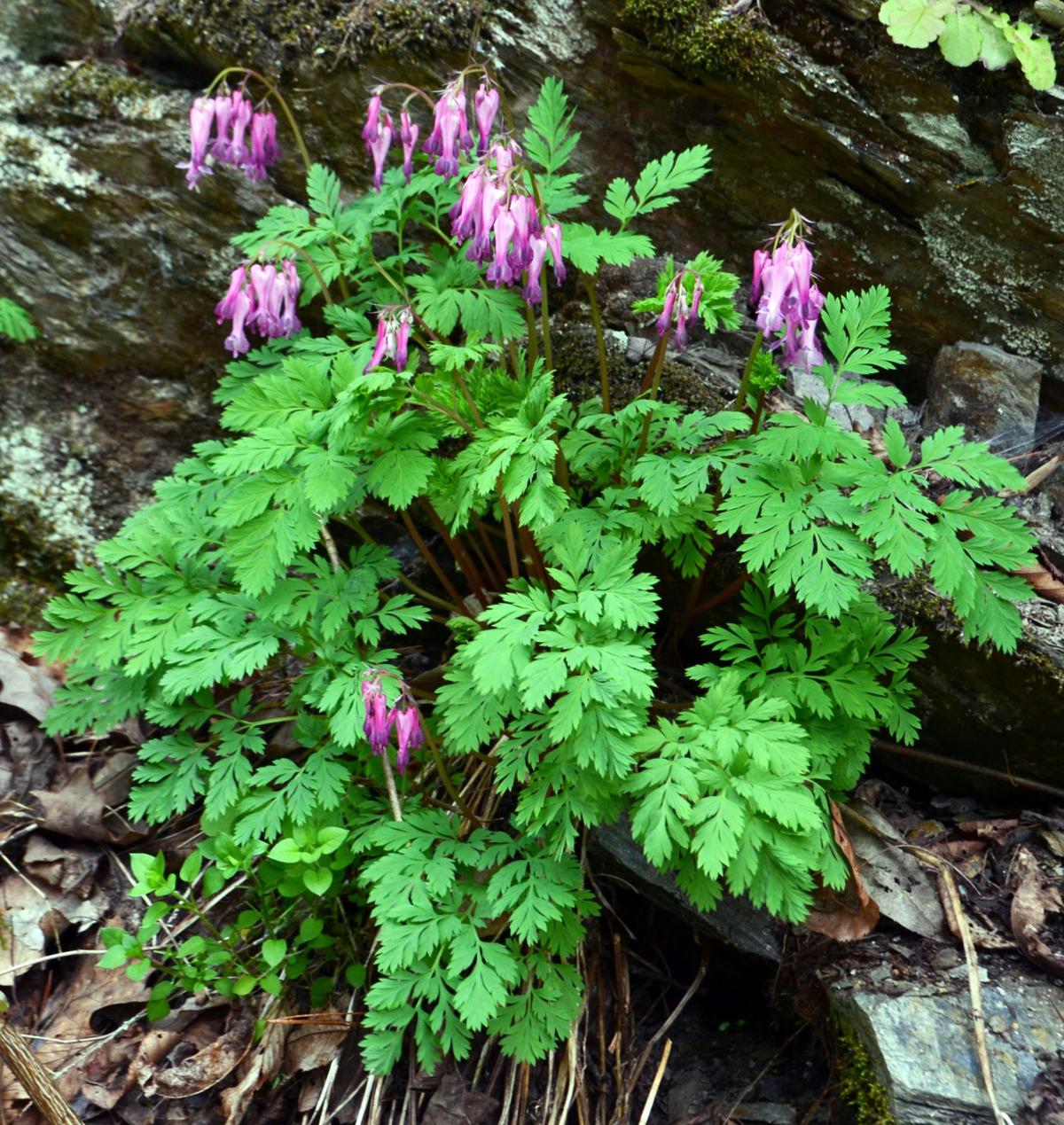 Spring wildflowers are blooming in Western North Carolina Outdoors