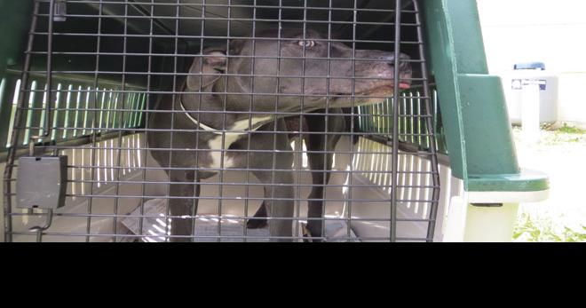 Pet owners: only $10 to get animals fixed | Organzations ...