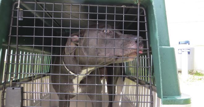 Pet owners: only $10 to get animals fixed | Organzations ...