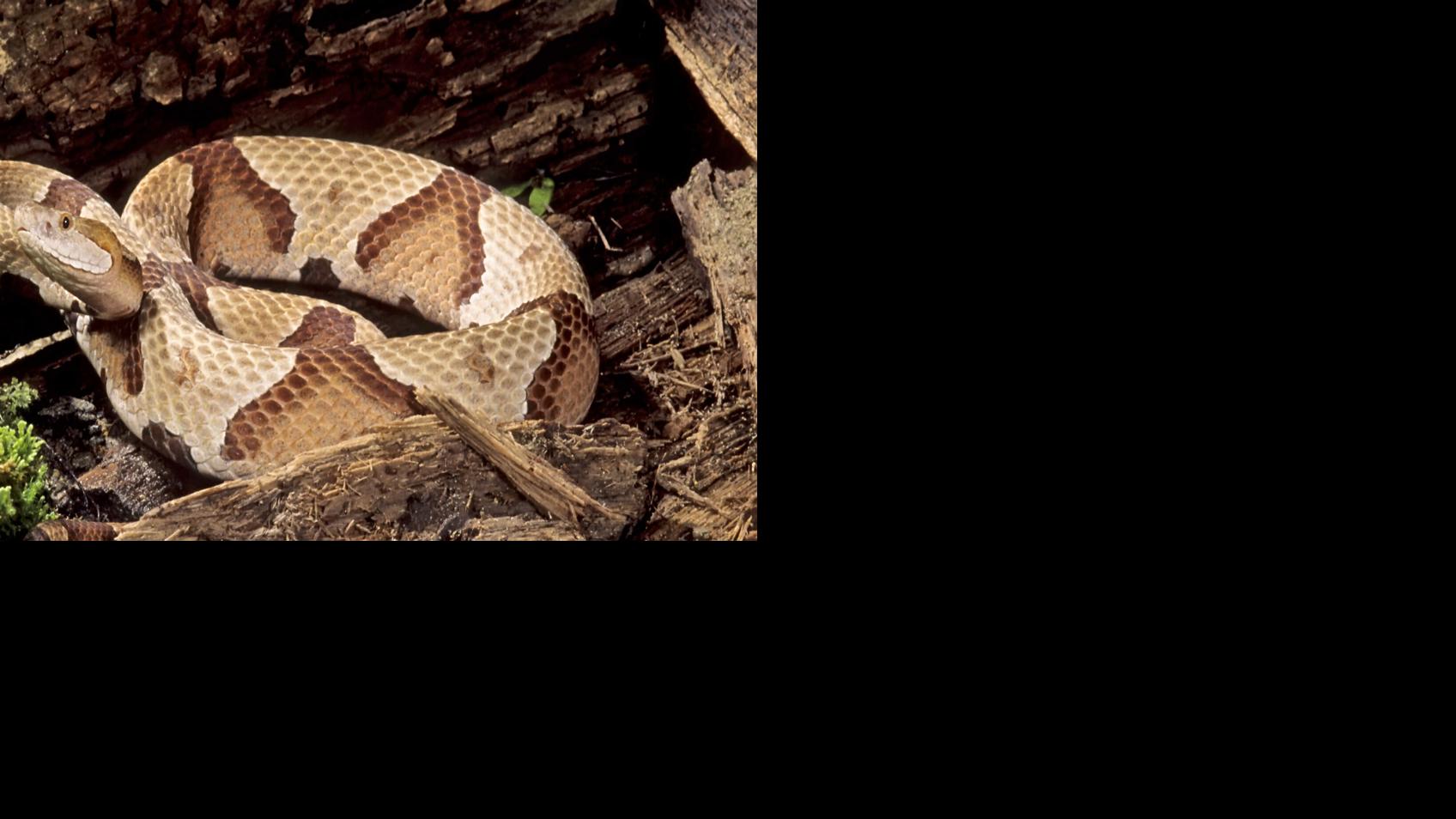 Don T Panic It S Just A Snake Life Themountaineer Com