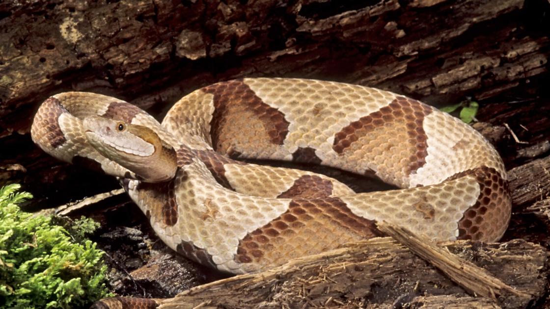 Don T Panic It S Just A Snake Life Themountaineer Com Don T Panic It S Just A Snake Life Themountaineer Com