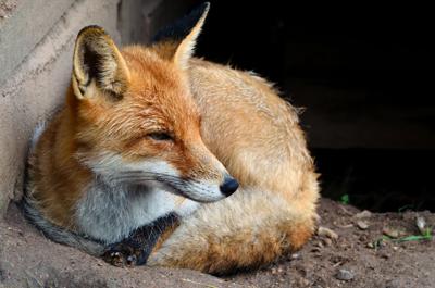 Fox Sightings Rise as Pup-Rearing Season Peaks | Outdoors ...