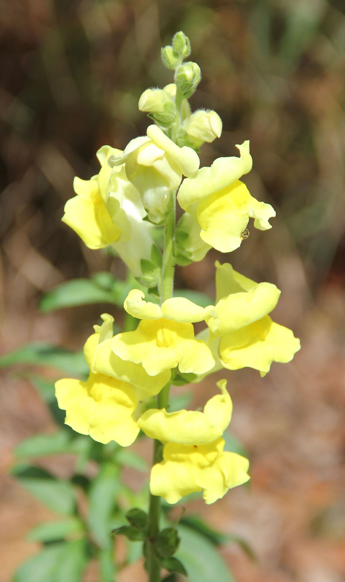 Yellow snapdragons deals