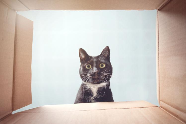 Cat looking curiously inside a cardboard box