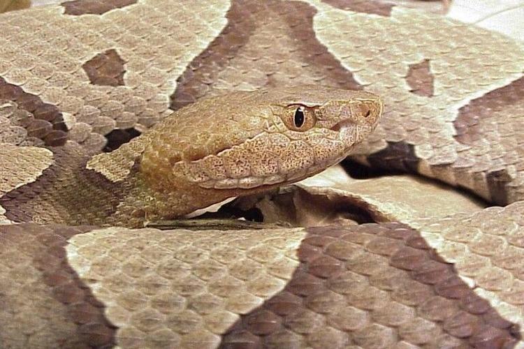 Rattlesnake alert: Confirmed report of venomous snake in NJ neighborhood