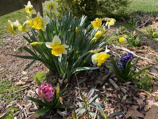 Daffodils have reached peak bloom in Massachusetts