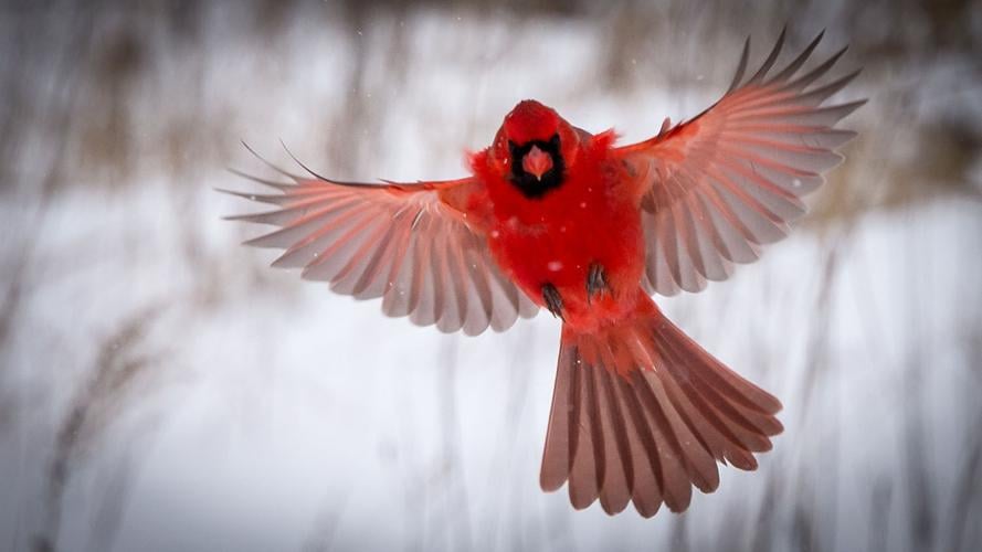 Redbird in flight