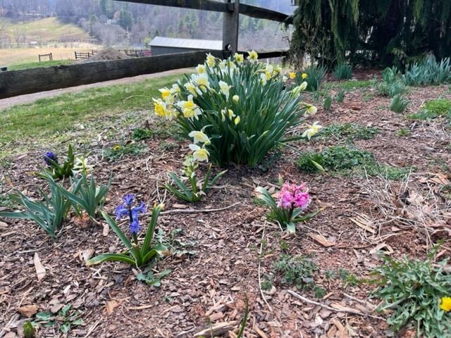 Daffodils have reached peak bloom in Massachusetts