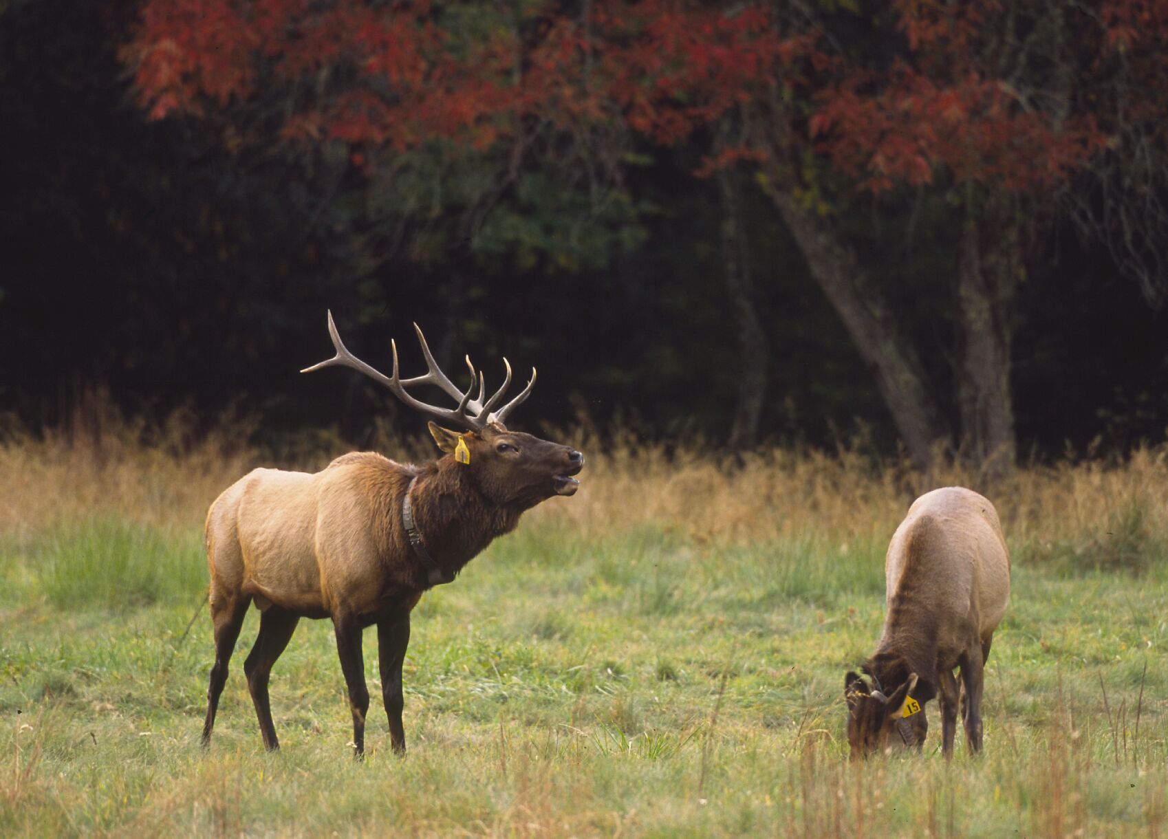 adult male elk
