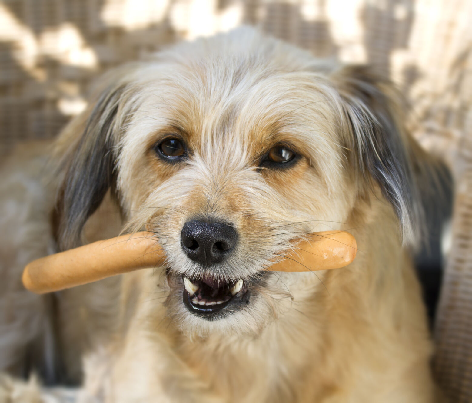 Can dogs eat outlet chili