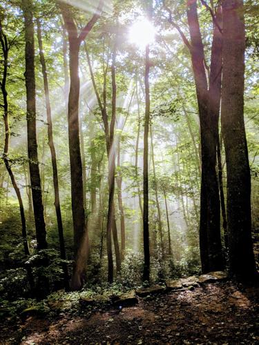 Forest and sunlight —Brittany Howard EF