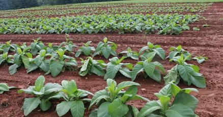 tobacco leaf absolute Tobacco Leaf Absolute Essential Oil (Nicotiana Tabacum) – HIGH ALTITUDE COSMECEUTICALS tobacco leaf absolute Tobacco Leaf Absolute Essential Oil (Nicotiana Tabacum) – HIGH ALTITUDE COSMECEUTICALS