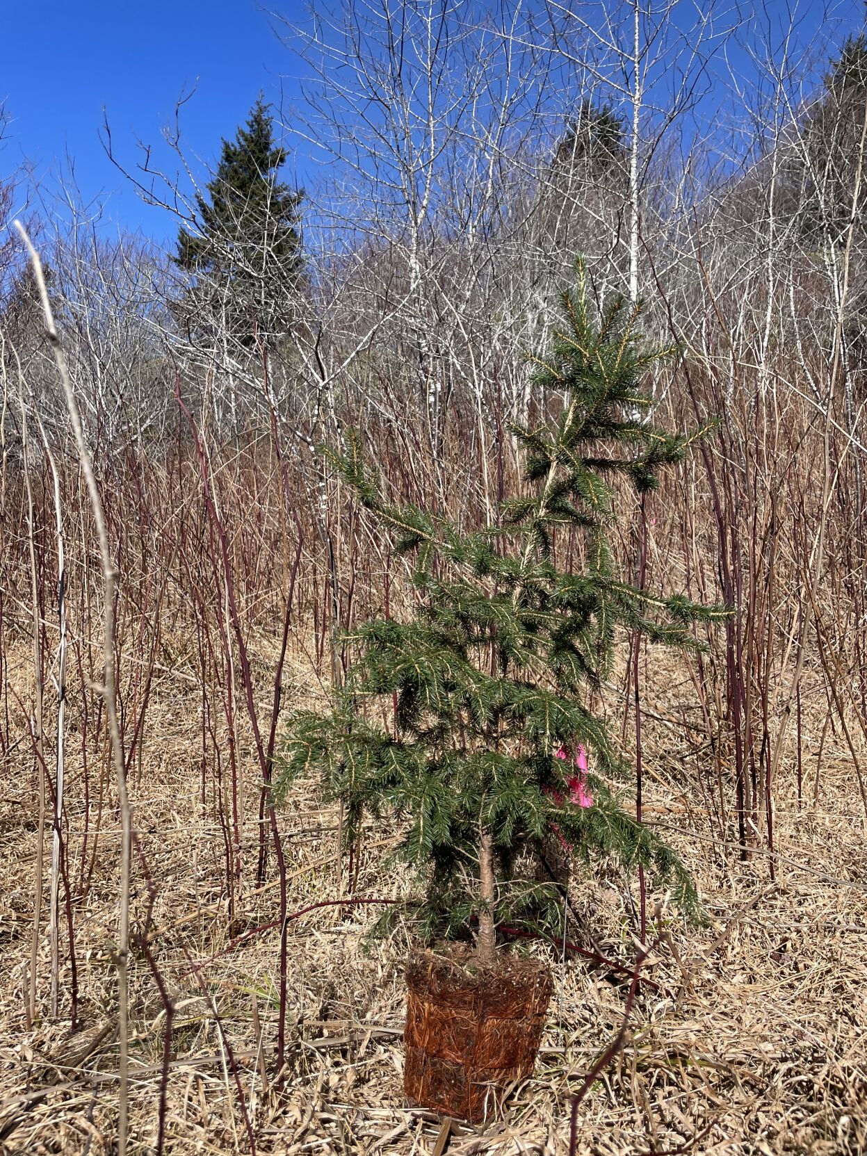 red spruce | | themountaineer.com