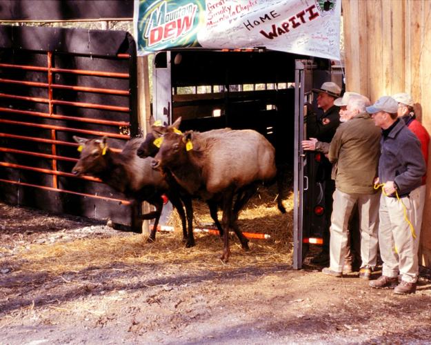 PHOTO GALLERY: Behind-the-scenes of the elk release 20 years ago ...
