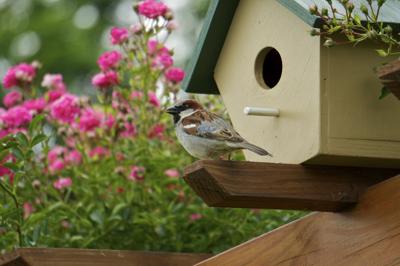 Daydreamz And Open Door Community Garden Need Your Homemade