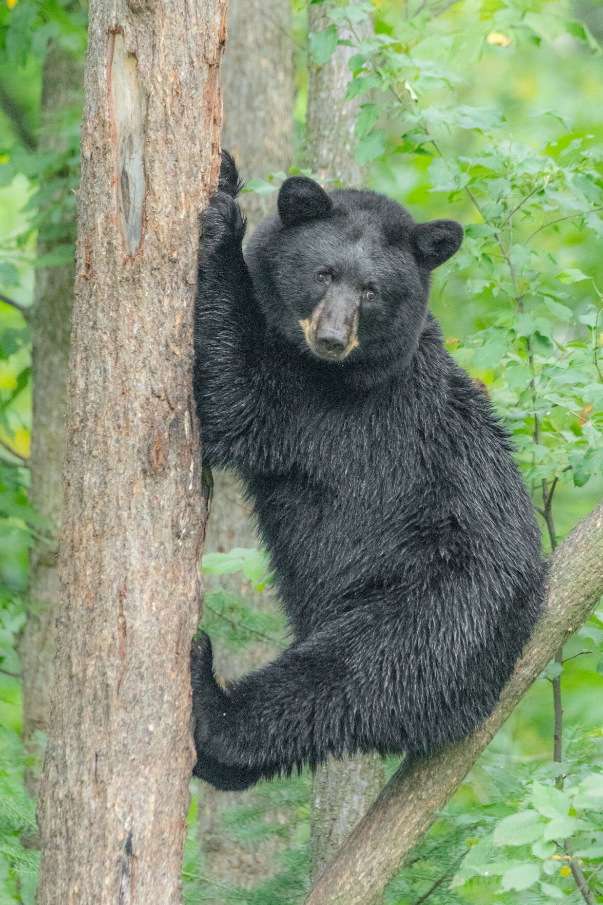 Black bear by Bill Lea 2