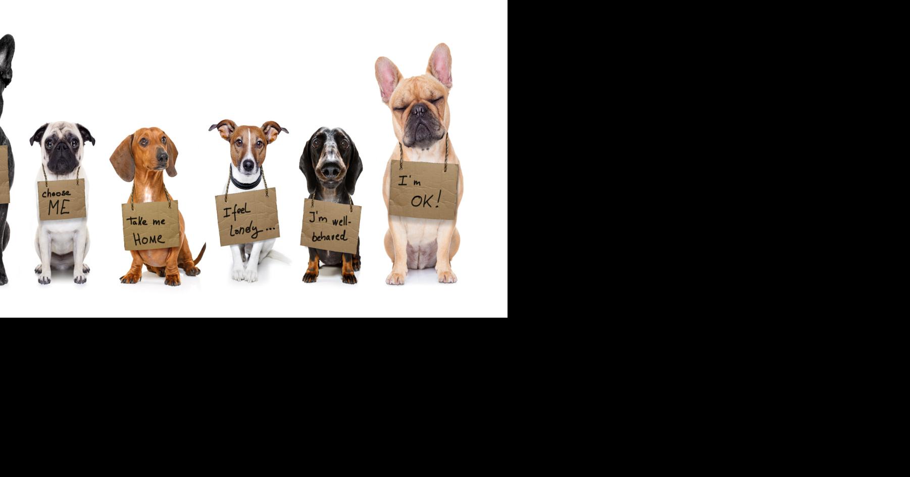 Find your forever friend at dog adoption day