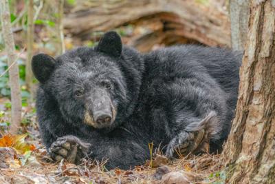 Black bear by Bill Lea 4