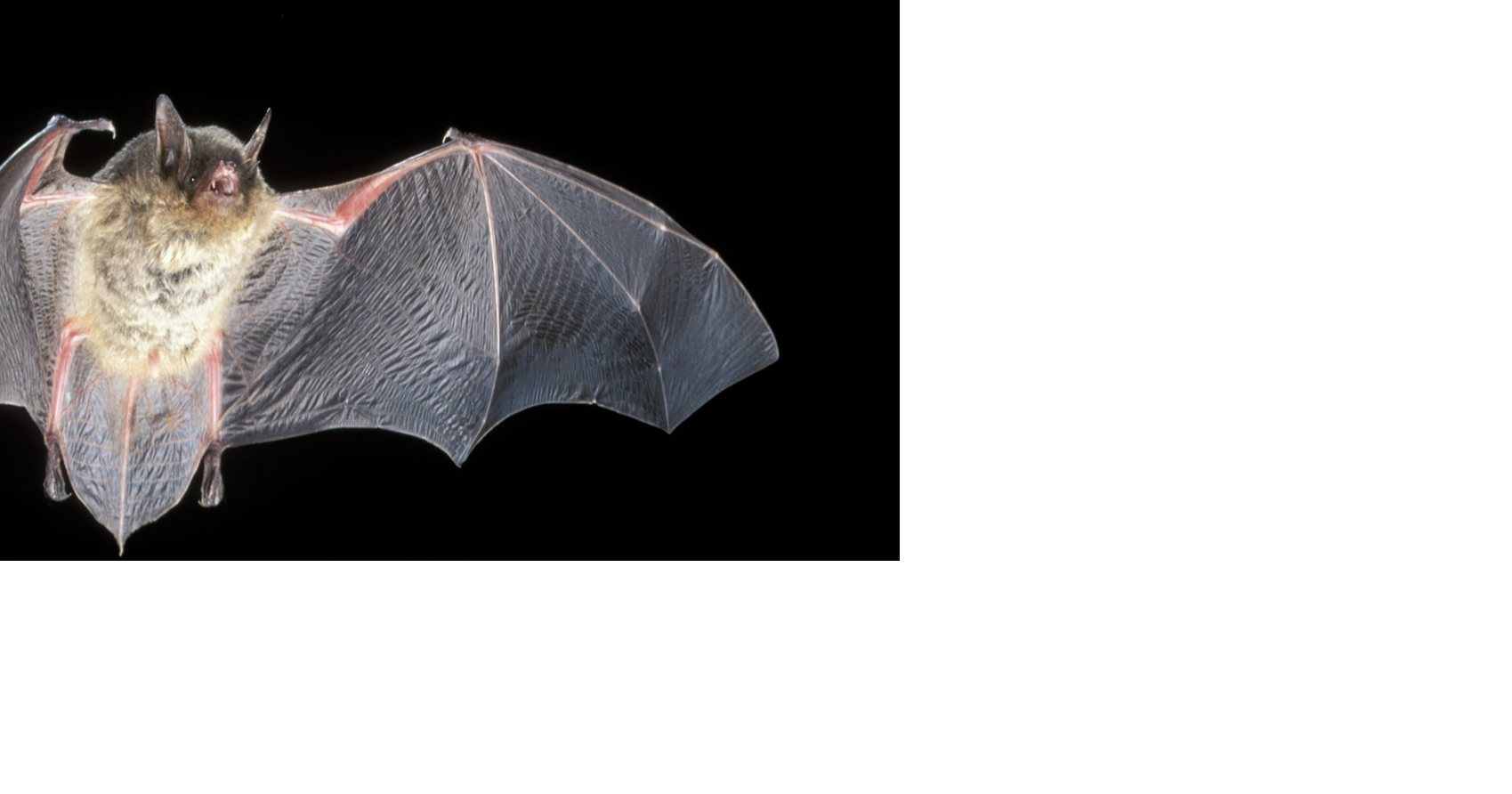 Saving the bats lawsuit threatened against forest service to protect endangered bat habitat