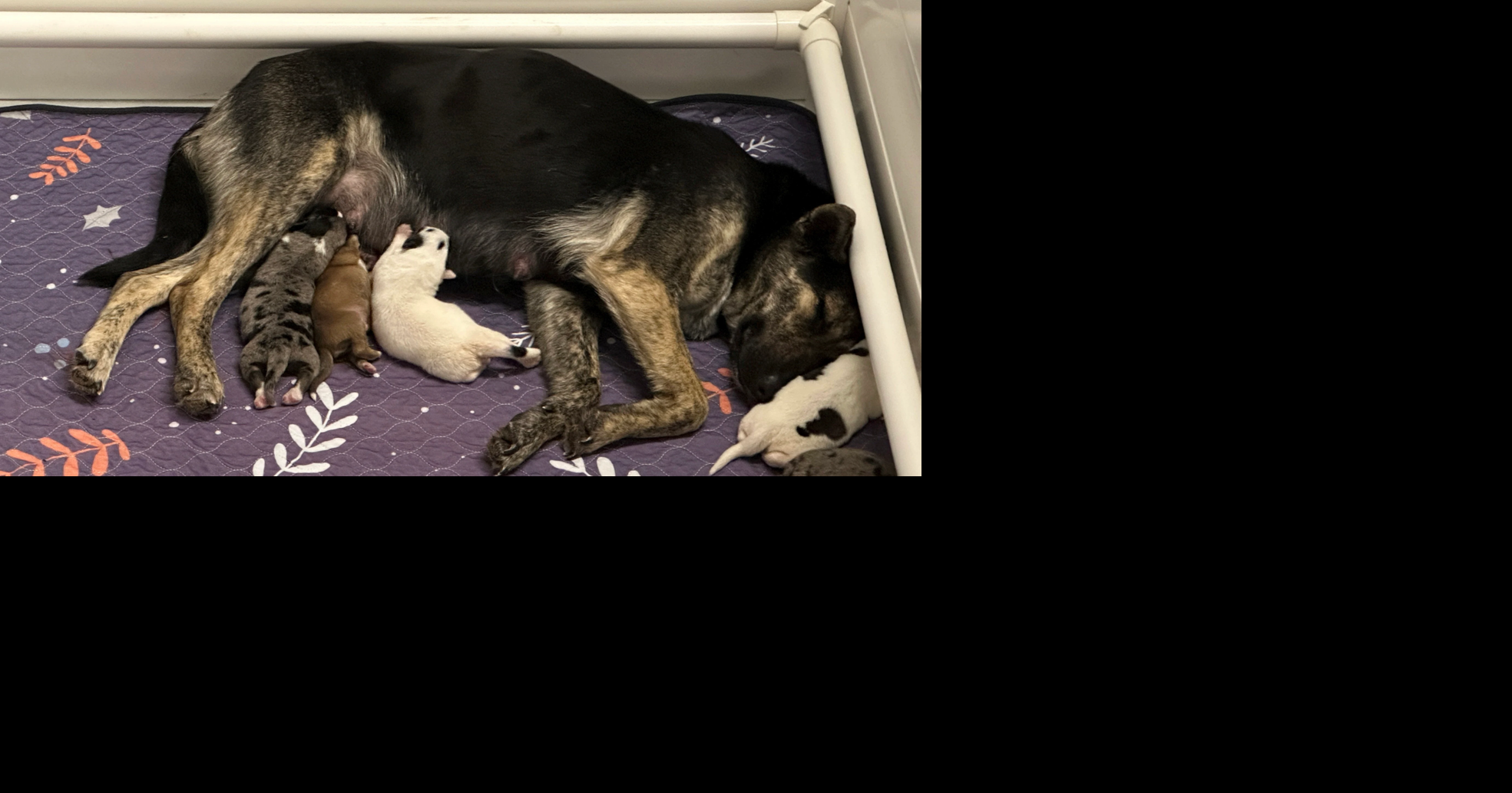 Pregnant dog rescued from freezing conditions gives birth&nbsp;