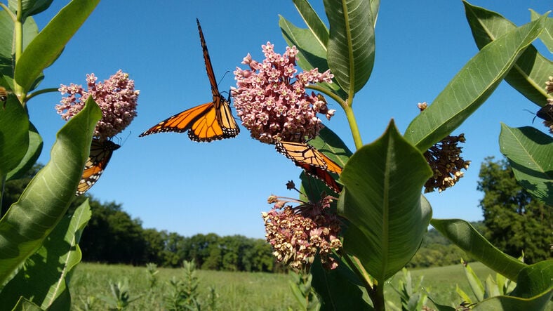 Man Will Run Monarch Butterfly Migration Route to Raise Awareness