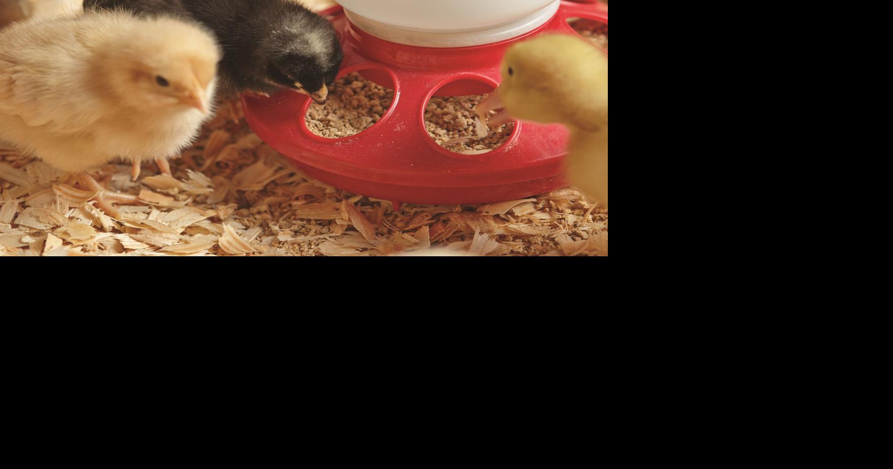 Tractor Supply hosts Chick Days Life