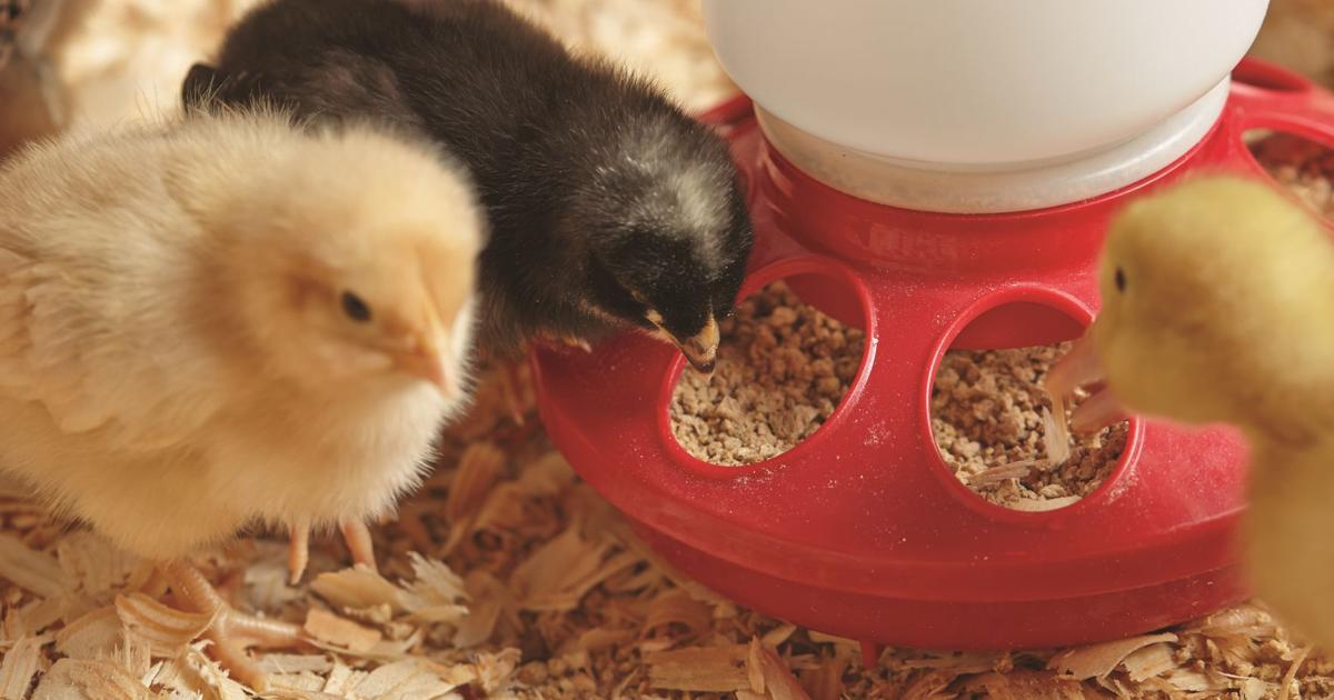 Tractor Supply hosts Chick Days | Life | themountaineer.com
