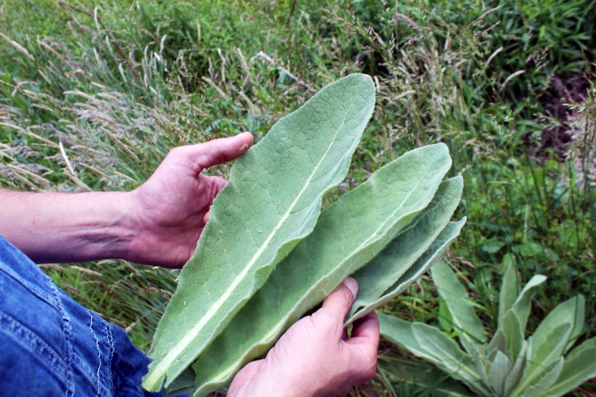 David Grasty on how to not die in the wild Outdoors