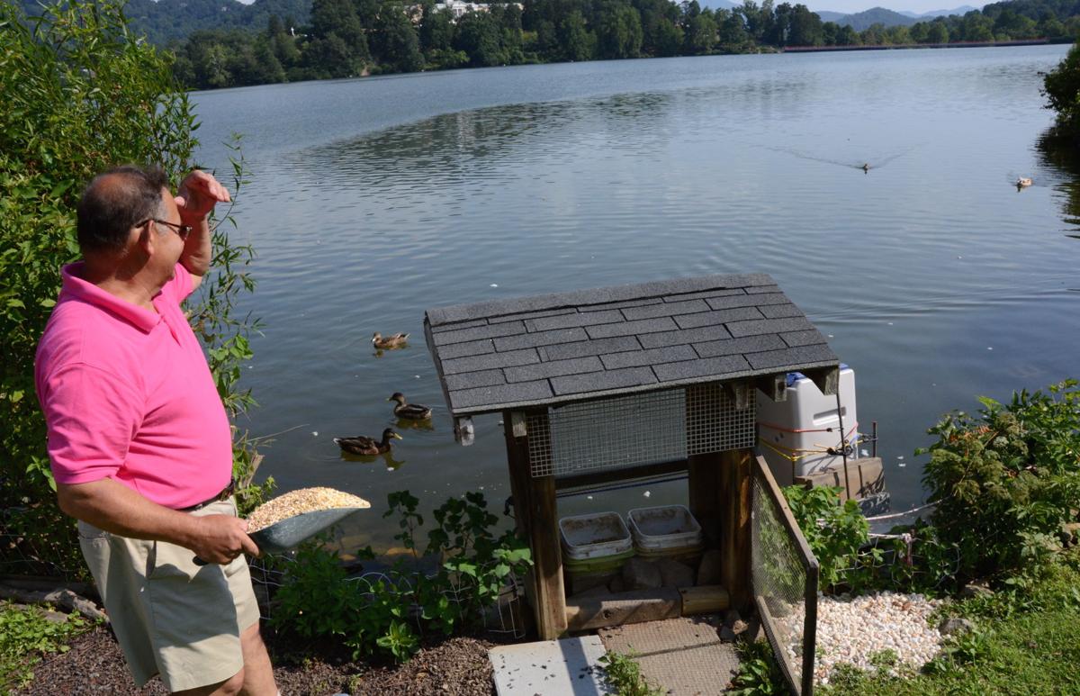 Lake Junaluska expands nofishing boundaries to protect swans News
