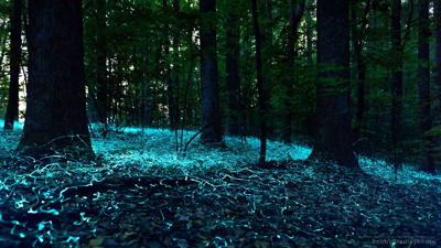 A different sort of ghost hunting: seekers in search of the Blue Ghost  Firefly, Outdoors