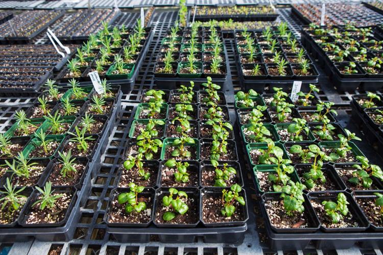 Lake Junaluska to host Annual Plant Sale on May 1 Life