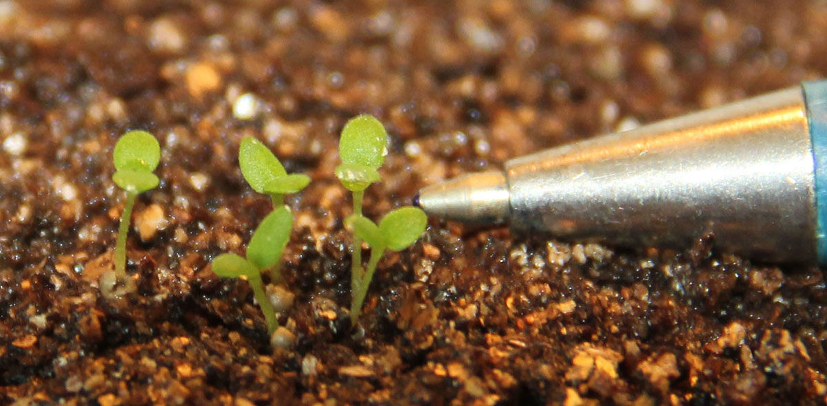 petunia seeds germination month