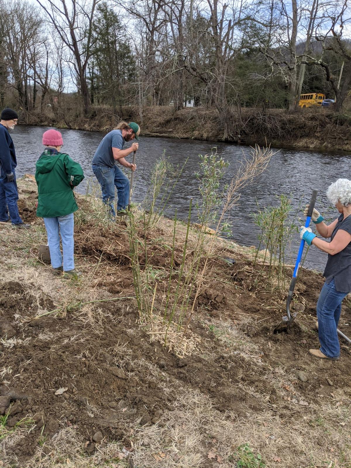 river cane planting 1.jpg