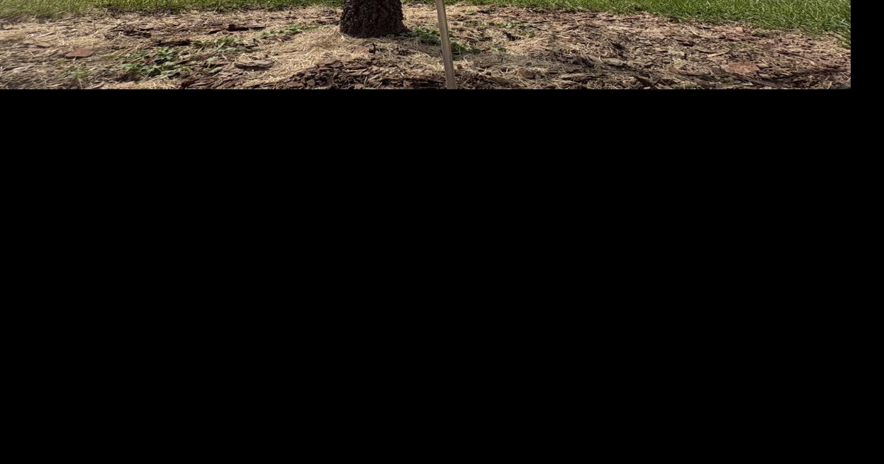 Ancient Haywood tree lives on as sapling commemorating America's 250th