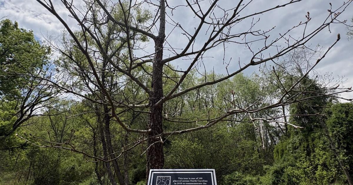 Ancient Haywood tree lives on as sapling commemorating America's 250th