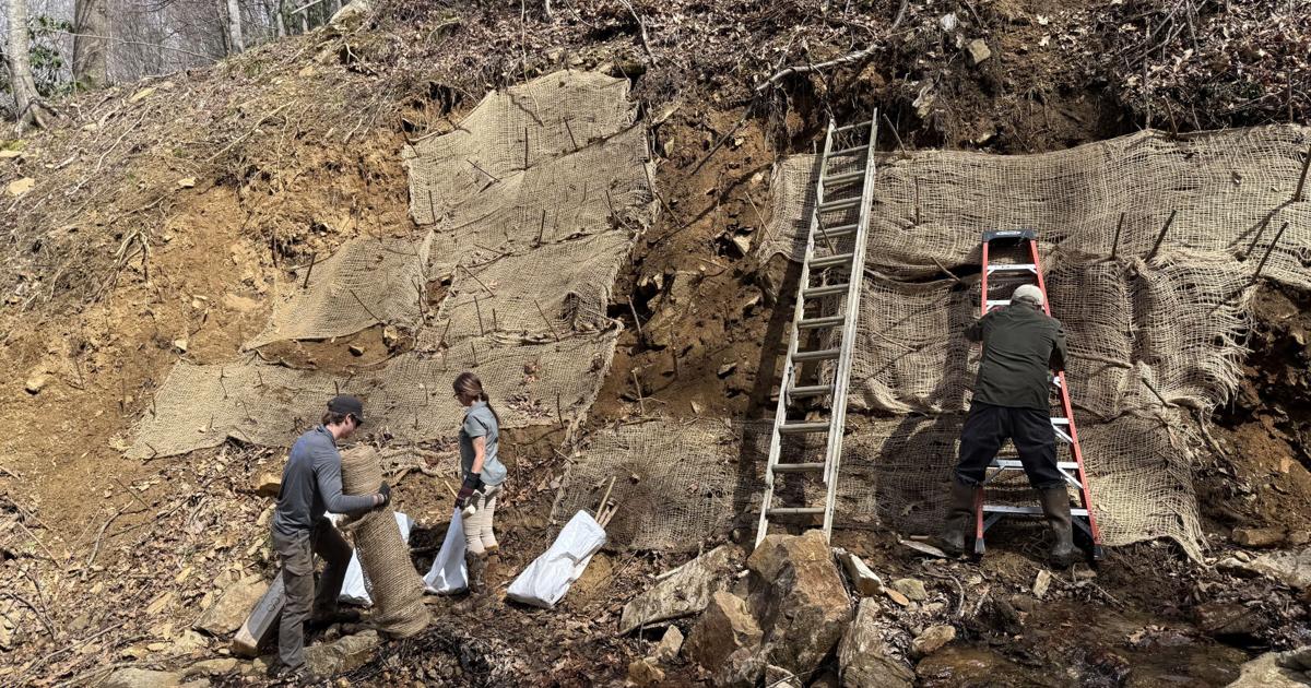 हेलेन के पहाड़ी घावों को ठीक करने के लिए जीवित पौधों का उपयोग करना