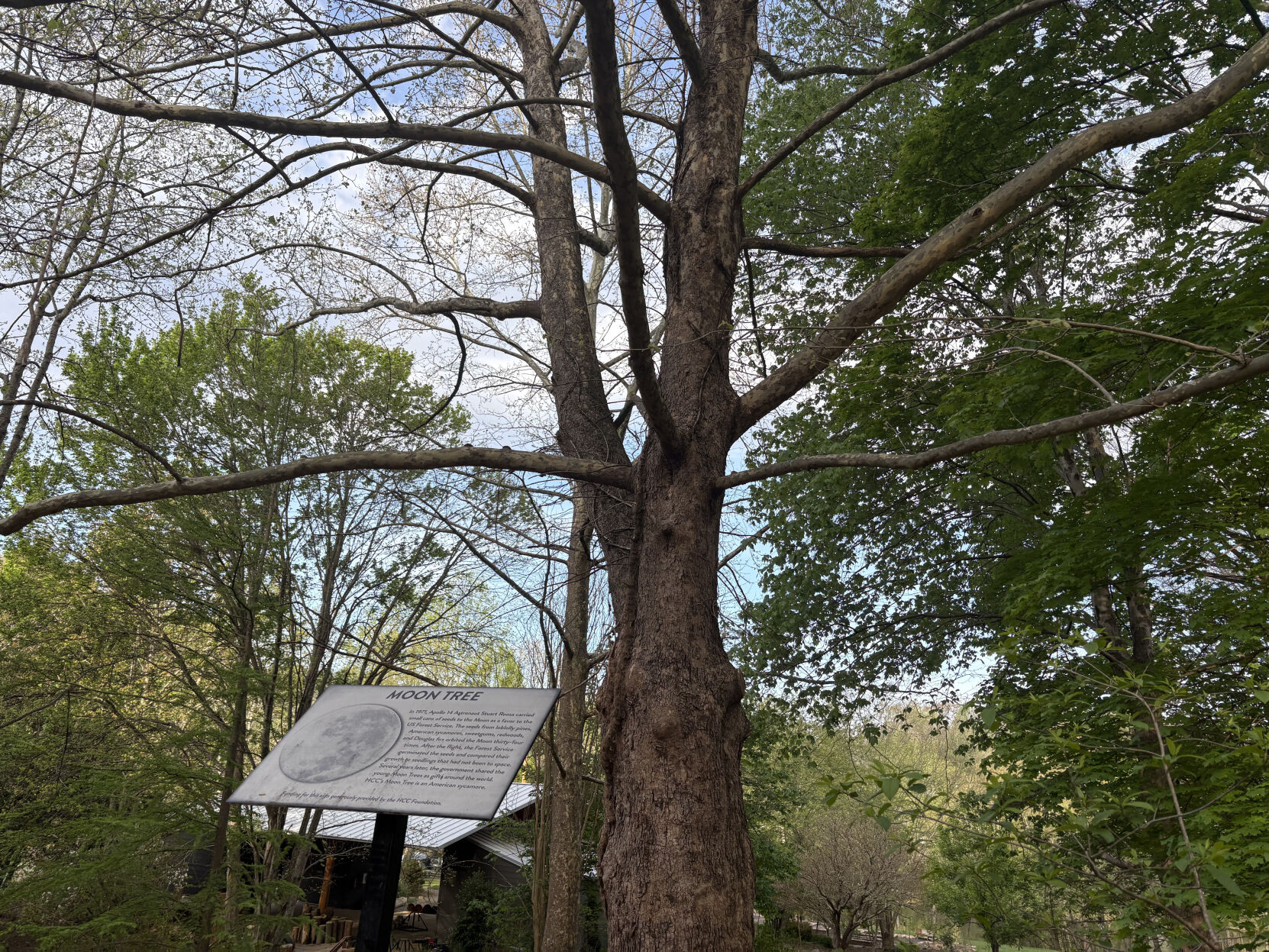 HCC's two moon trees growing strong: seeds from space, 50 years