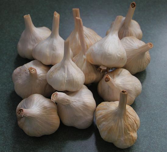 Keep the vampires away, grow garlic this fall Lifestyles