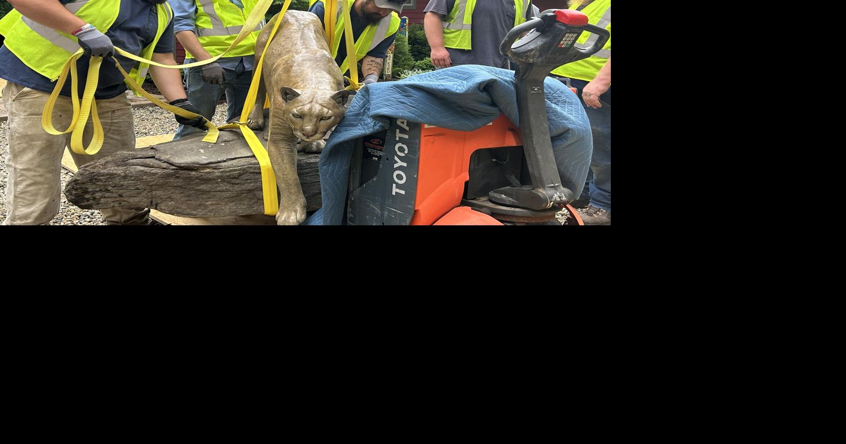 How to catch a mountain lion: Catamount coming soon to Waynesville ...