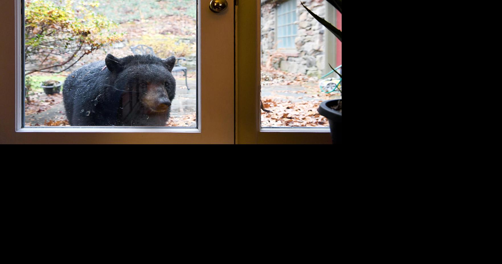 Bear that broke into multiple Asheville homes eludes capture