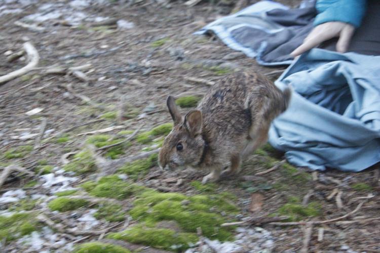 To save the imperiled Appalachian cottontail, the first step is 