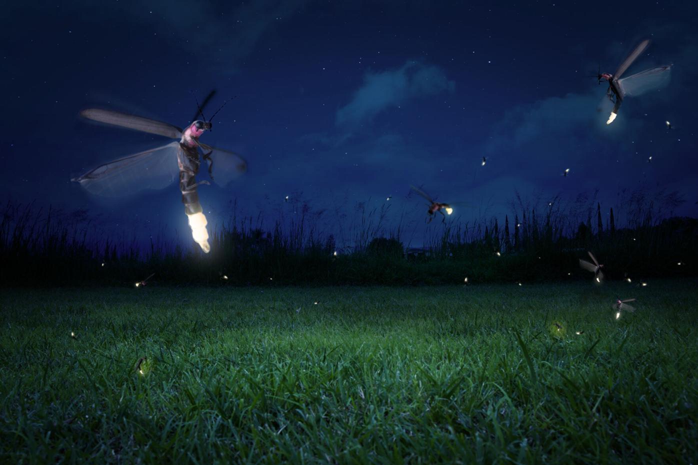 real fireflies