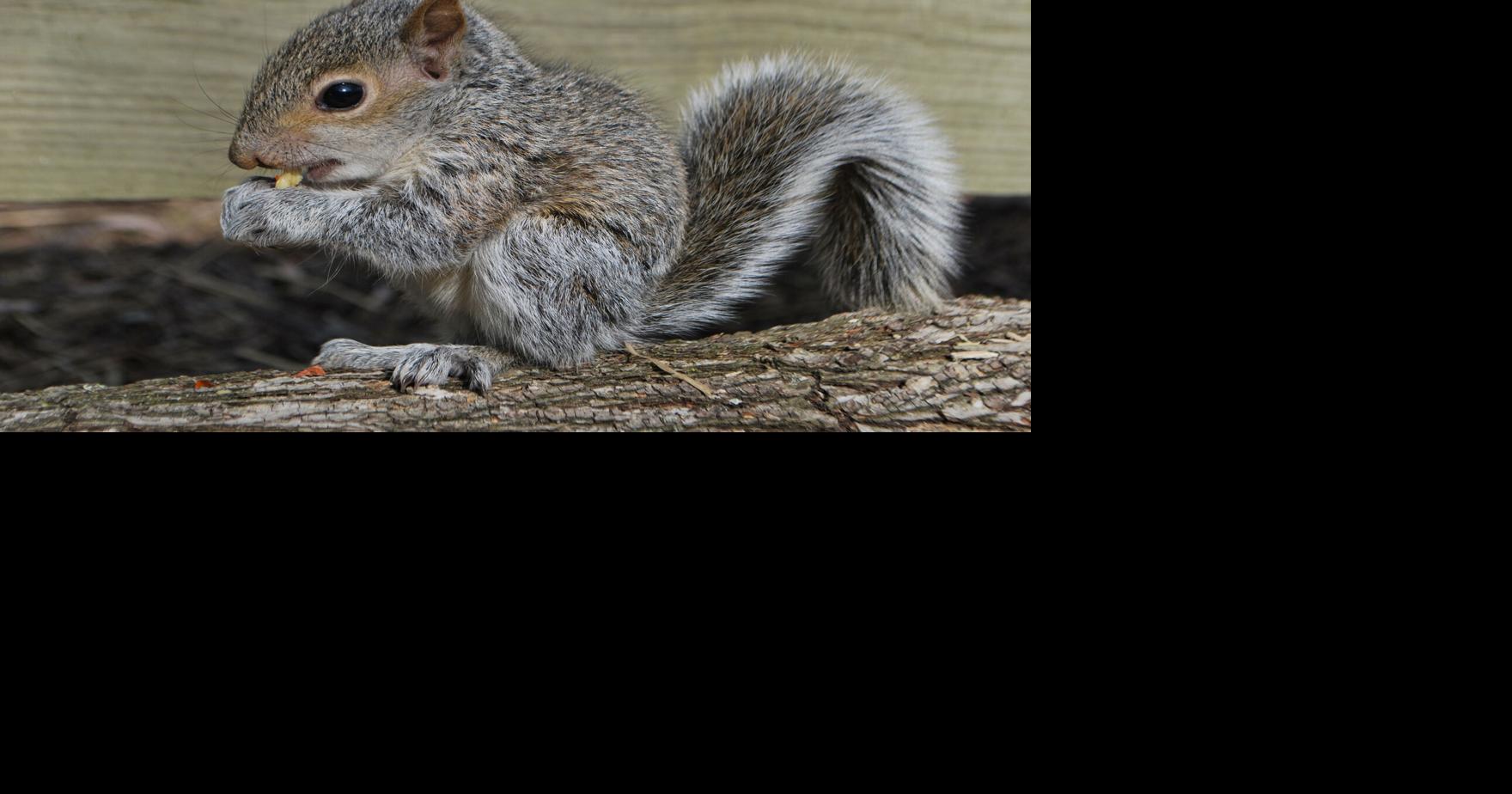 Baby squirrel in distress? How to know if needs help | Outdoors ...
